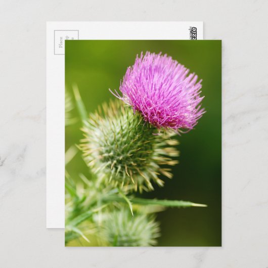 Lila Stieldampf im Blut Postkarte (Vorne/Hinten)