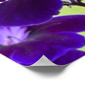 Lila Streptocarpus-Blume-Poster Poster (Ecke)