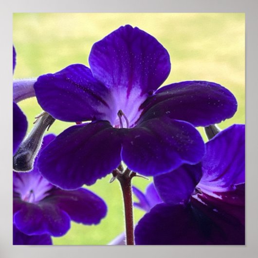 Lila Streptocarpus-Blume-Poster Poster (Vorne)
