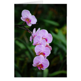 Lila Strickende Phalaenopsis Orchid Card