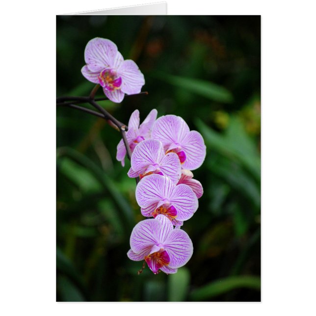 Lila Strickende Phalaenopsis Orchid Card (Vorne)