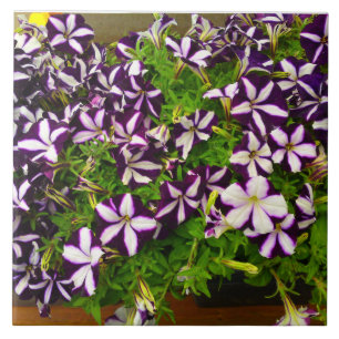 Lila Striped Petunia Fliese
