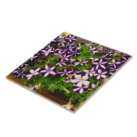 Lila Striped Petunia Fliese (Seite)