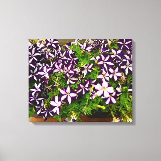Lila Striped Petunias Leinwanddruck (Vorderseite)