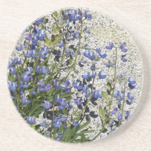 Lila subalpine Lupine Getränkeuntersetzer (Vorne)