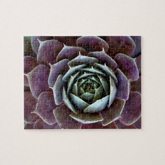 Lila Sukkulentes Nah-Up Puzzle (Horizontal)