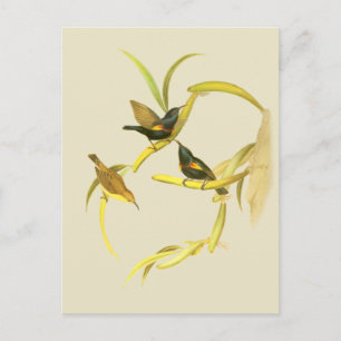 Lila Sunbird Postkarte