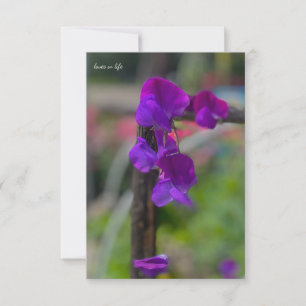 Lila Sweet Pea Mitteilungskarte
