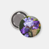 Lila Tal Bearded Iris Magnet (Vorderseite/Rückseite)
