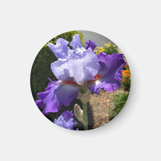 Lila Tal Bearded Iris Magnet (Vorne)