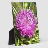 Lila Thistle Wildblume Blumenmuseum Fotoplatte (Seite)
