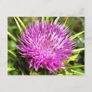 Lila Thistle Wildblume Blumenmuseum Postkarte