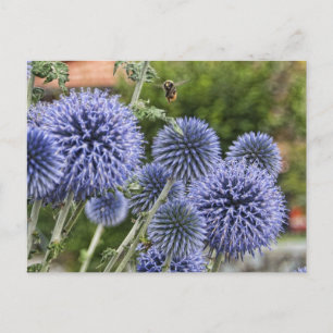 Lila Thistles and Bee in Brienz, Schweiz Postkarte