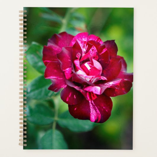 Lila Tiger-Rose Planer (Vorderseite)