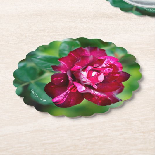 Lila Tiger-Rose Untersetzer (angewinkelt)