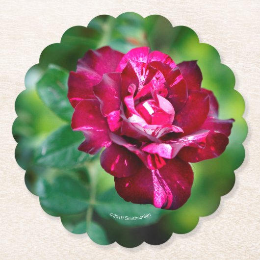 Lila Tiger-Rose Untersetzer (Vorderseite)