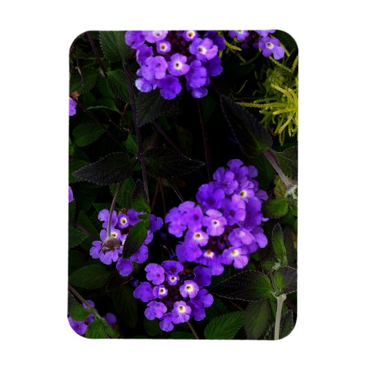Lila Trailing Lantana #1 Magnet (Vertikal)