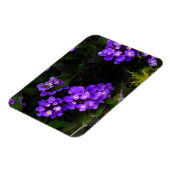 Lila Trailing Lantana #1 Magnet (Linke Seite)