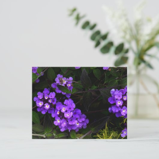 Lila Trailing Lantana #1 Postkarte (Stehend Vorderseite)