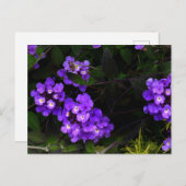 Lila Trailing Lantana #1 Postkarte (Vorne/Hinten)