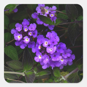 Lila Trailing Lantana #1 Stickers