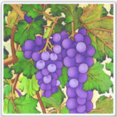 Lila Trauben auf Grapevine Aufkleber (Vorderseite)