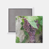 Lila Trauben im Weinmagazin Magnet (Vorderseite/Rückseite)
