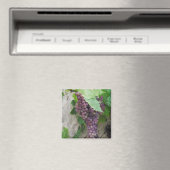 Lila Trauben im Weinmagazin Magnet (In Situ (Geschirrspüler))