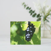 Lila Trauben JAV St. Croix 2014 100n Postkarte (Stehend Vorderseite)