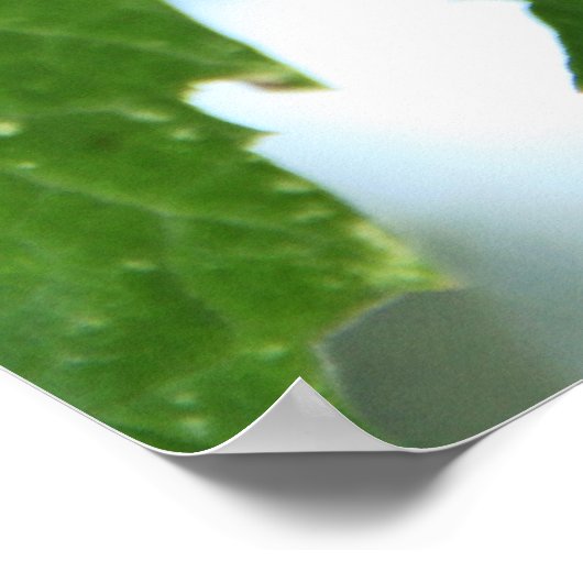 Lila Trauben Poster (Ecke)