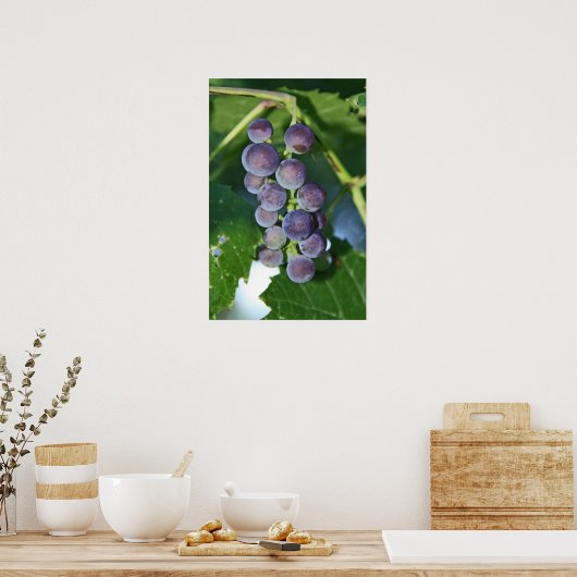 Lila Trauben Poster (Küche)