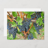Lila Trauben Postkarte (Vorne/Hinten)
