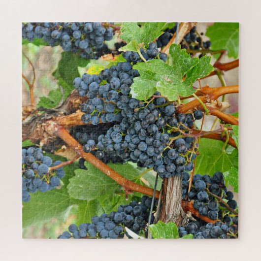 Lila Trauben Puzzle (Horizontal)