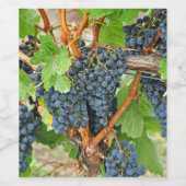 Lila Trauben Weinetikett (Einzelnes Label)