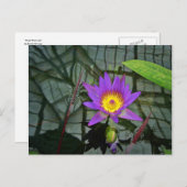 Lila Tropische Wasserlilie Postkarte (Vorne/Hinten)