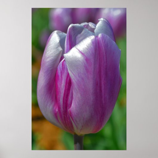 Lila Tulip Art Poster (Vorne)
