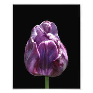 Lila Tulip-Blume 8x10 Fotodruck