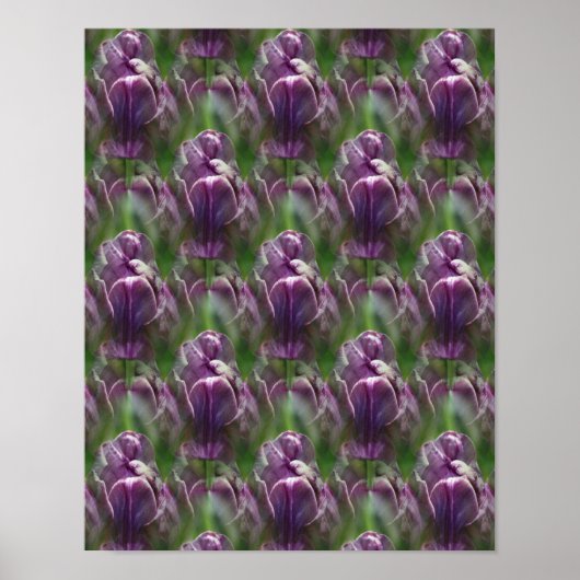 Lila Tulip Blume Naturmuster Poster (Vorne)