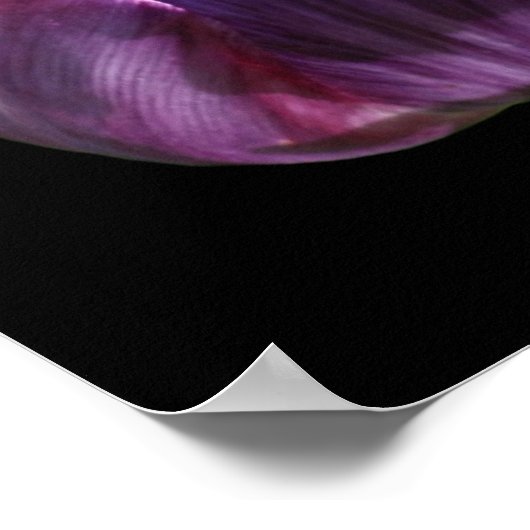 Lila Tulip-Blume Poster (Ecke)