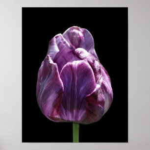 Lila Tulip-Blume Poster