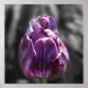 Lila Tulip-Blume, teilweise Farbe Poster