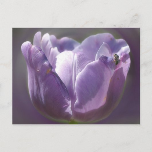 Lila Tulip-Blume und Biene Postkarte (Vorderseite)
