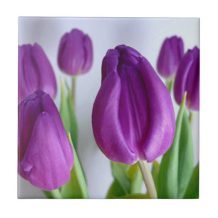 Lila Tulip Fliese