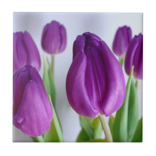 Lila Tulip Fliese (Vorderseite)