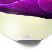 Lila Tulip Fotodruck (Ecke)