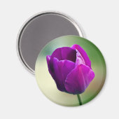 Lila Tulip Magnet (Vorderseite/Rückseite)