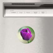 Lila Tulip Magnet (In Situ (Geschirrspüler))