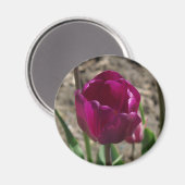 Lila Tulip-Magnet Magnet (Vorderseite/Rückseite)