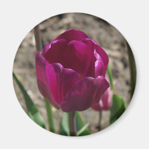 Lila Tulip-Magnet Magnet