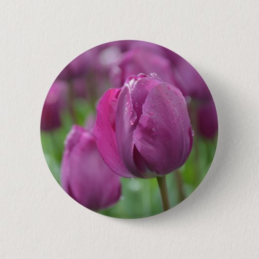 Lila Tulip mit Wassertropfen Button (Vorderseite)